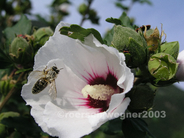 image94